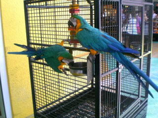 Healthy Blue and Gold Macaw Parrots for sale