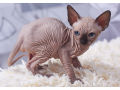 sphynx-kittens-available-now-small-0
