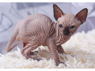 Sphynx Kittens Available now