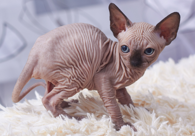 sphynx-kittens-available-now-big-0
