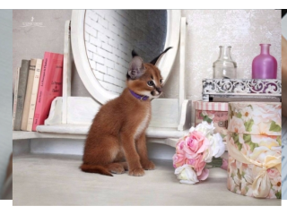 Caracal Kittens for Sale