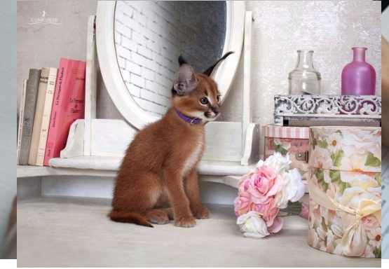 caracal-kittens-for-sale-big-0
