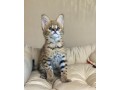 savannah-kittens-for-sale-small-0