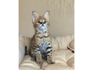 Savannah Kittens for Sale