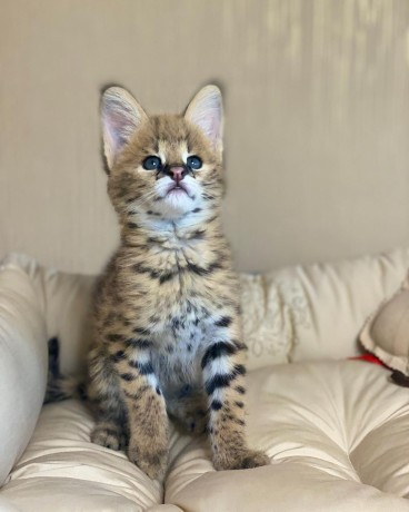 savannah-kittens-for-sale-big-0