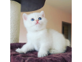 turkish-angora-kittens-for-sale-small-0