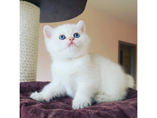 Turkish Angora Kittens for sale