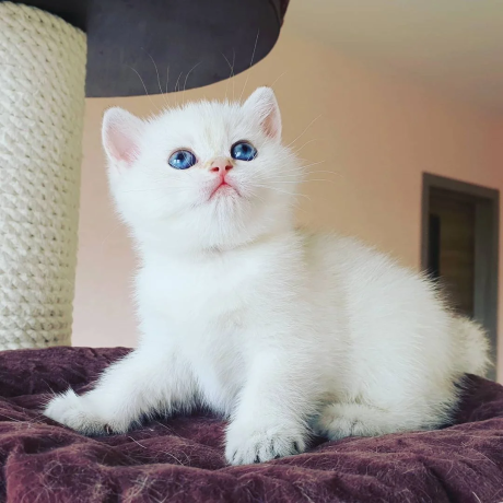 turkish-angora-kittens-for-sale-big-0