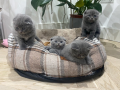 adorable-scottish-fold-kittens-for-sale-small-0