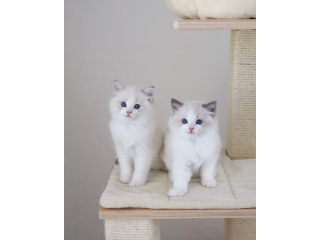 Sweet Ragdoll Kittens for sale