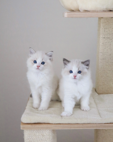 sweet-ragdoll-kittens-for-sale-big-0