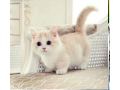munchkin-kittens-for-sale-small-0