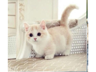 Munchkin Kittens for sale