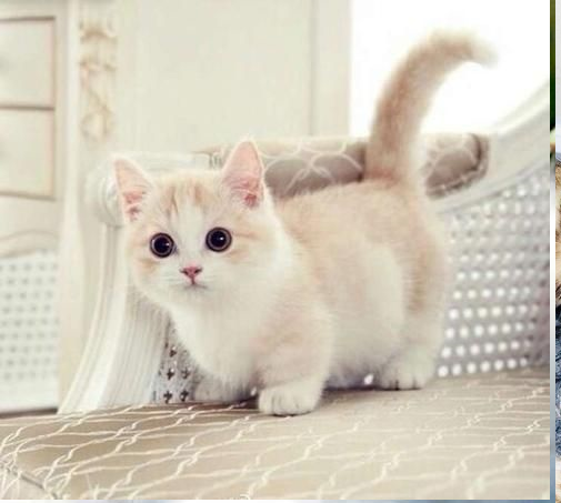 munchkin-kittens-for-sale-big-0