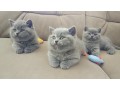 gorgeous-british-shorthair-kittens-for-sale-small-0