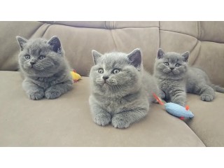 Gorgeous British Shorthair Kittens for sale