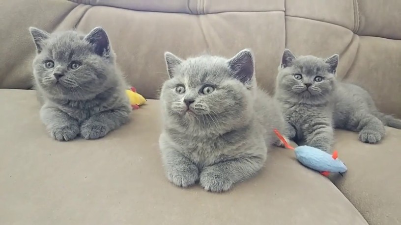 gorgeous-british-shorthair-kittens-for-sale-big-0