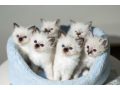 elegant-siamese-kittens-for-sale-small-0