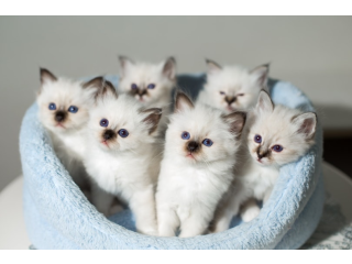 Elegant Siamese kittens for sale