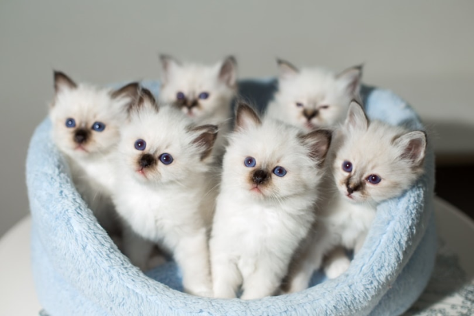 elegant-siamese-kittens-for-sale-big-0