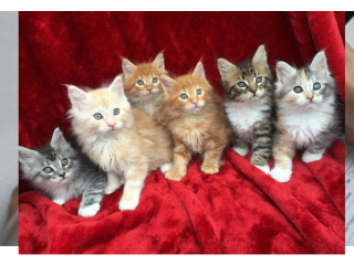 Pure Breed Maine Coon Kittens for sale