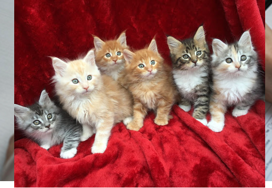 pure-breed-maine-coon-kittens-for-sale-big-0