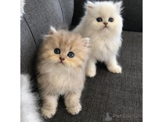 Persian kittens for sale