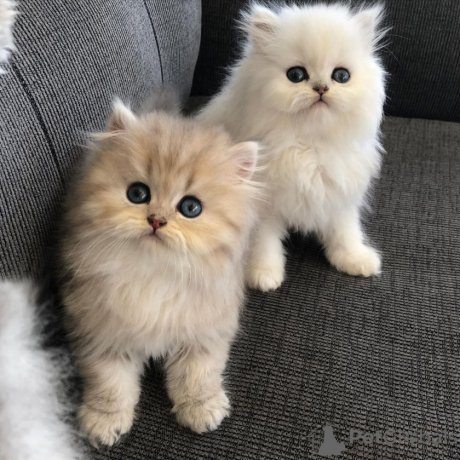persian-kittens-for-sale-big-0
