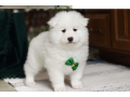 samoyed-puppies-for-sale-small-0