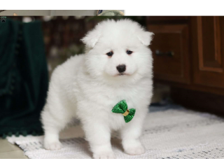 Samoyed Puppies for sale