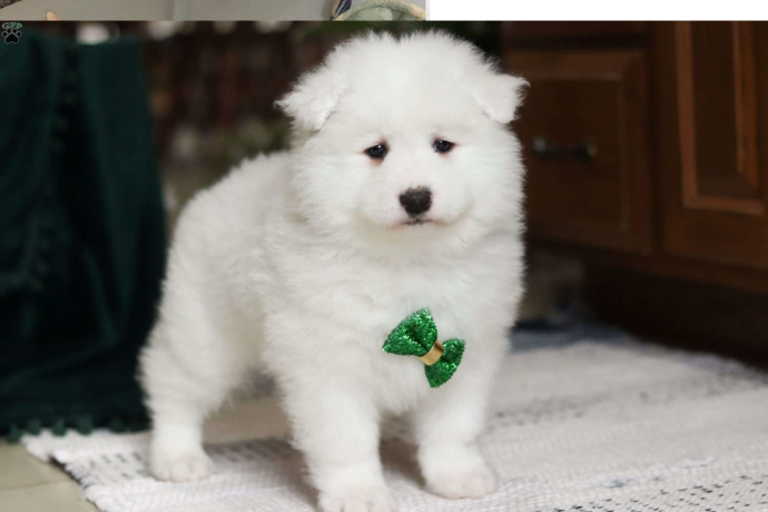 samoyed-puppies-for-sale-big-0