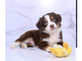 australian-shepherds-for-sale-small-0