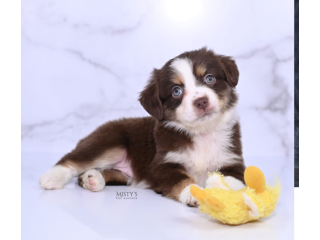Australian Shepherds for sale