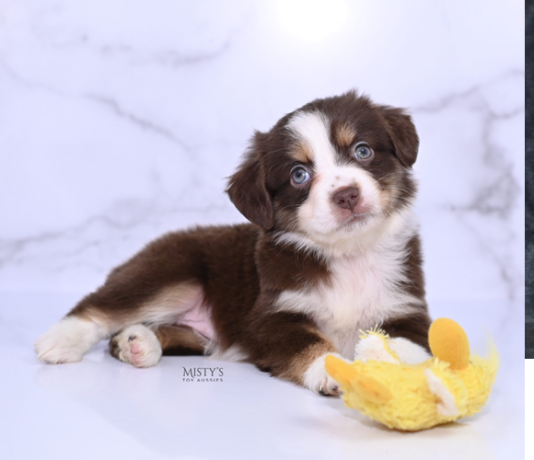australian-shepherds-for-sale-big-0