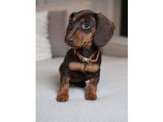 Dachshund Puppies for sale