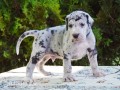 great-dane-puppies-for-sale-small-0