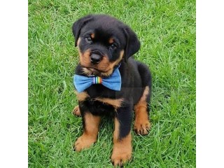 Rottweiler Puppies Now Ready