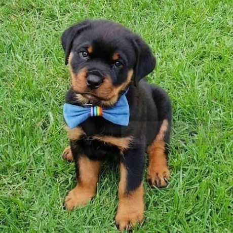 rottweiler-puppies-now-ready-big-0