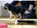 german-shepherd-puppies-for-sale-small-0