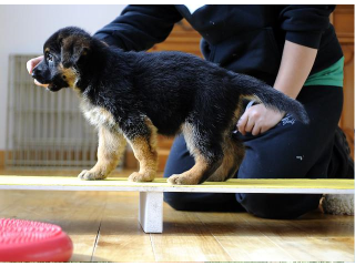 German Shepherd Puppies for sale