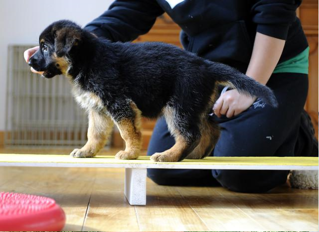 german-shepherd-puppies-for-sale-big-0