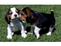 beautiful-beagle-puppies-for-sale-small-0