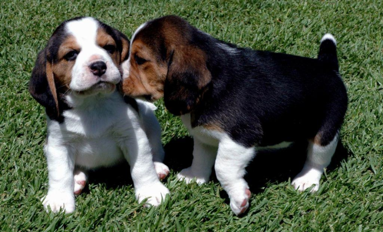 beautiful-beagle-puppies-for-sale-big-0
