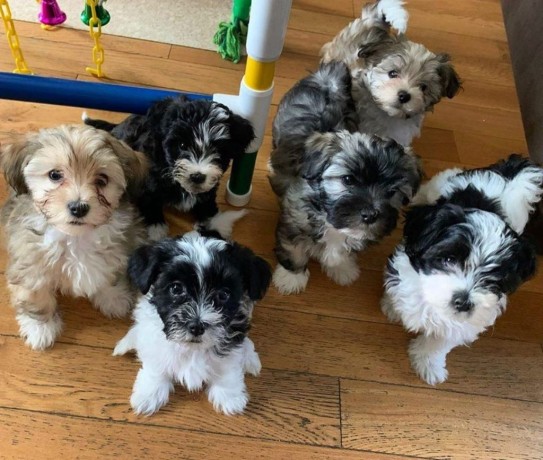 pure-breed-havanese-puppies-for-sale-big-0