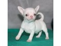 teacup-chihuahua-puppies-for-sale-small-0