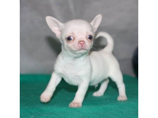Teacup Chihuahua puppies for sale