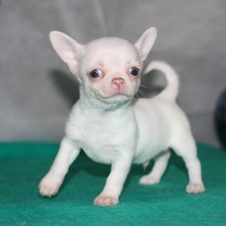teacup-chihuahua-puppies-for-sale-big-0