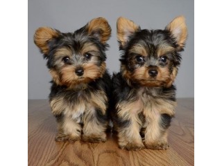 Yorkshire Terriers Puppies available