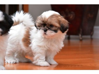 Shih tzu puppies Available For Sale