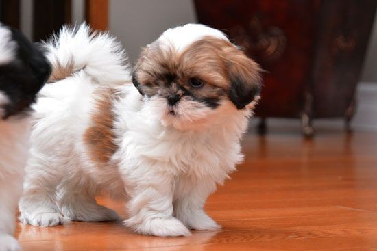 shih-tzu-puppies-available-for-sale-big-0